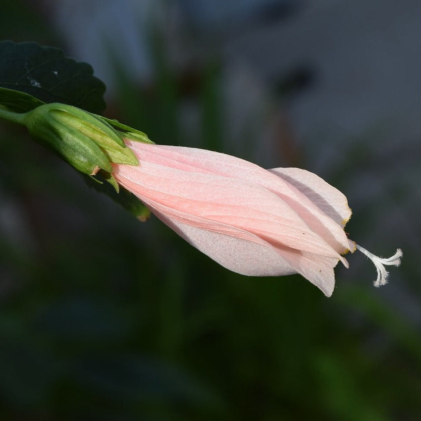 Sleeping Hibiscus Baby Pink Flowering Live Plant