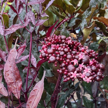 Leea Coccinea (Rubra) Burgundy Ornamental Live Plant