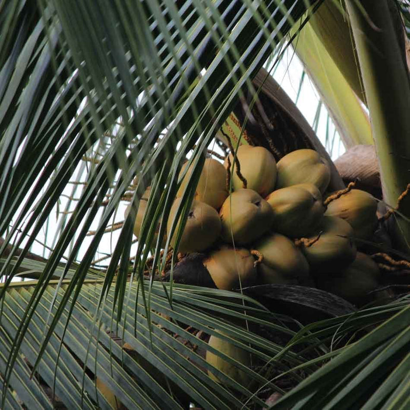 West coast tall Coconut Tree Plant
