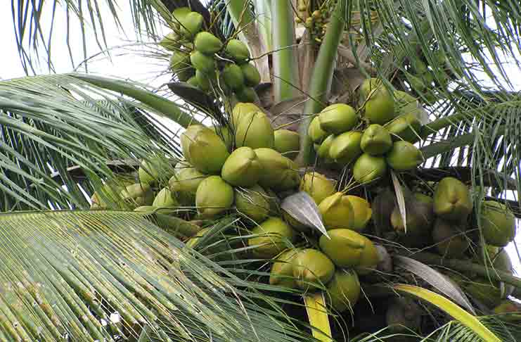 West coast tall Coconut Tree Plant