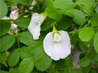 White Butterfly Pea Vine (Clitoria ternatea) Flowering Live Plant
