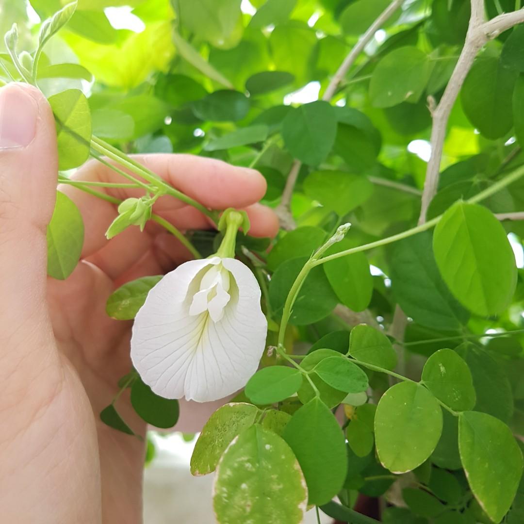 White Butterfly Pea Vine (Clitoria ternatea) Flowering Live Plant
