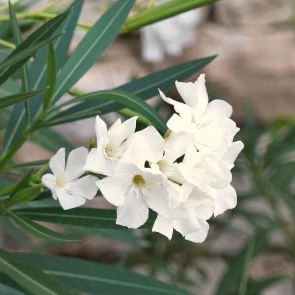 Arali White Single Petal (Nerium oleander) All Time Flowering Live Plant