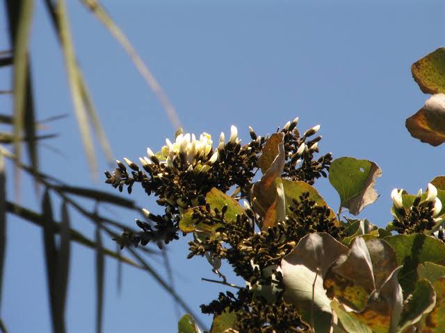 White Palash (Butea Monosperma) All Time Flowering Layered Live Plant