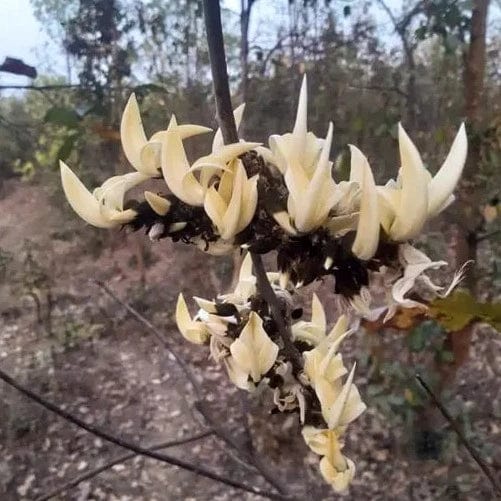 Yellow, Red &amp; White Palash Combo All Time Flowering Layered Live Plants