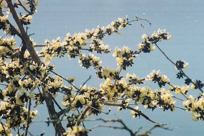 White Palash (Butea Monosperma) All Time Flowering Layered Live Plant