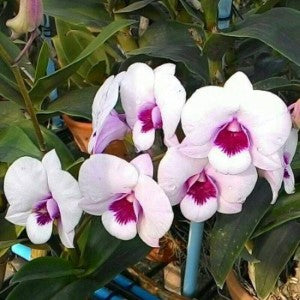 Dendrobium White Red Lip (Extra Big Size Seedling)