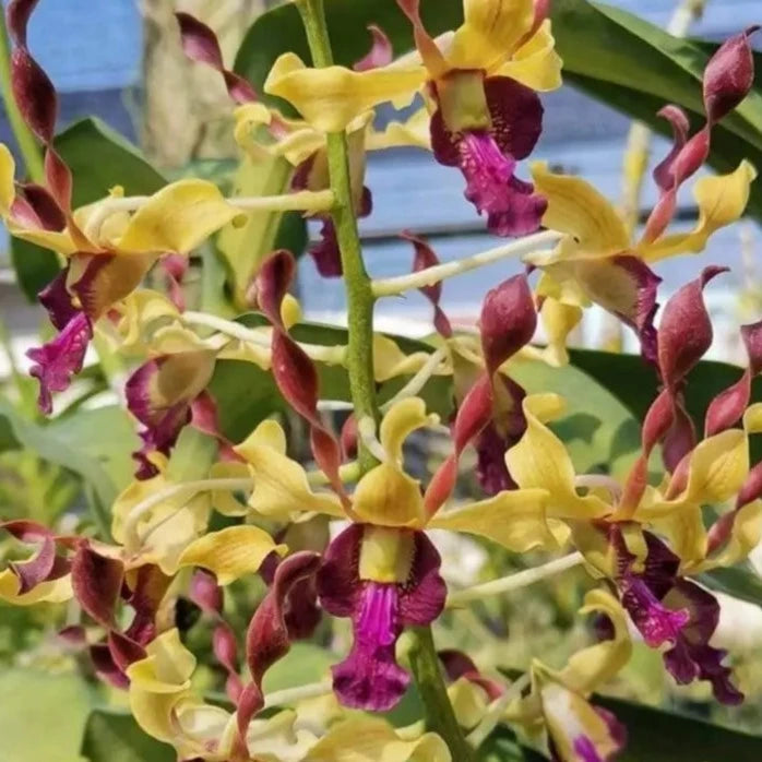 Dendrobium Yellow Red Twist (Blooming Size)