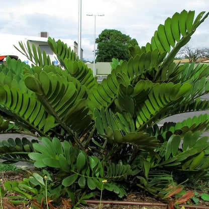 Cardboard Palm (Zamia furfuracea) Ornamental Live Plant