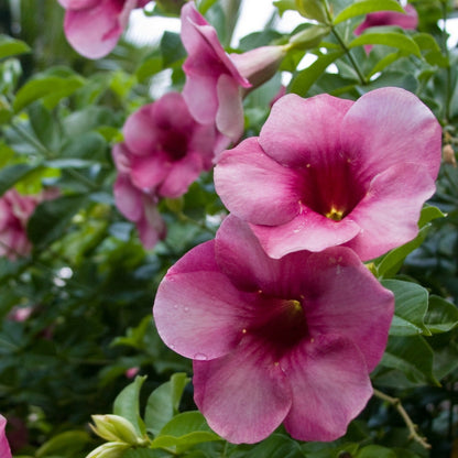 Allamanda Blanchetii Pink All Time Flowering Live Plant