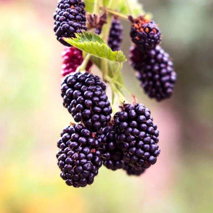 Black Berry Fruit Live Plant (Rubus fruticosus)