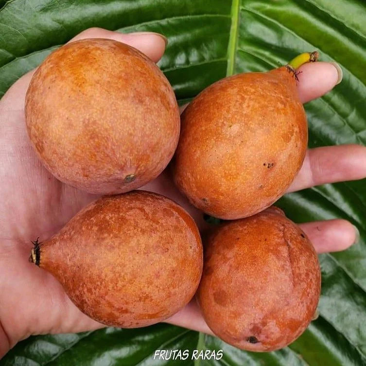 Achachairu Fruit Live Plants (Garcinia Humilis)