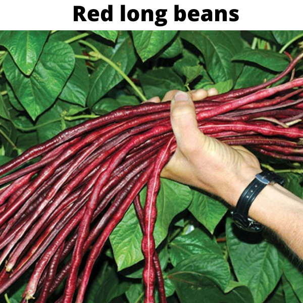 Beans Seeds Bundle