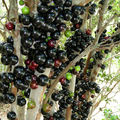 Jaboticaba Precoce Live Plant