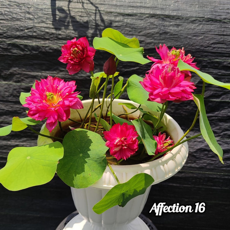 Lotus Affection 16 Tuber