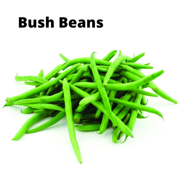 Beans Seeds Bundle