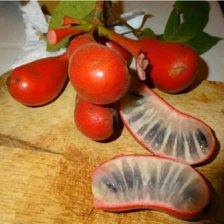 Dunal Fruit Live Plant (Uvaria Rufa)