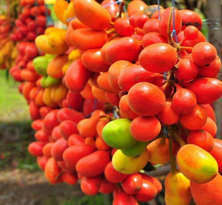 Dunal Fruit Live Plant (Uvaria Rufa)