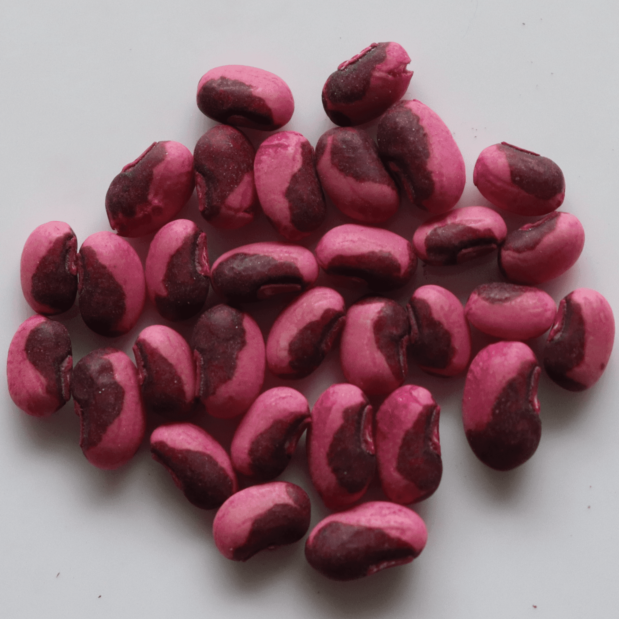 Organic Cowpea (Lobia Beans) Seeds (लोबिया के बीज)- Open Pollinated