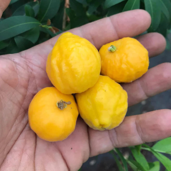 Uvaia Fruit Live Plant (Eugenia Pyriformis)