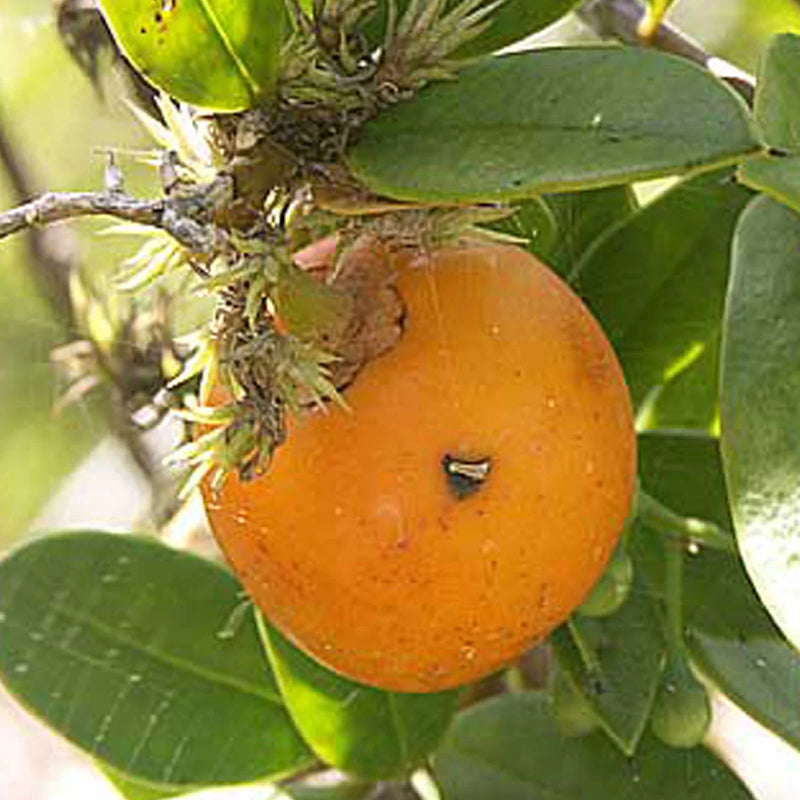 Cuban Mangosteen Live Plant (Garcinia Aristata)