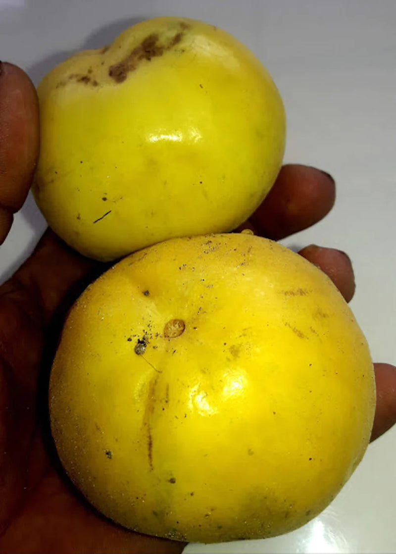 Sundrop Fruit Live Plant (Eugenia Victoriana)