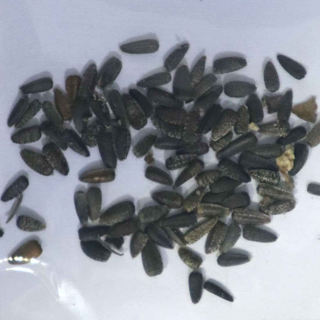Sunflower Miniature Seeds - Hybrid