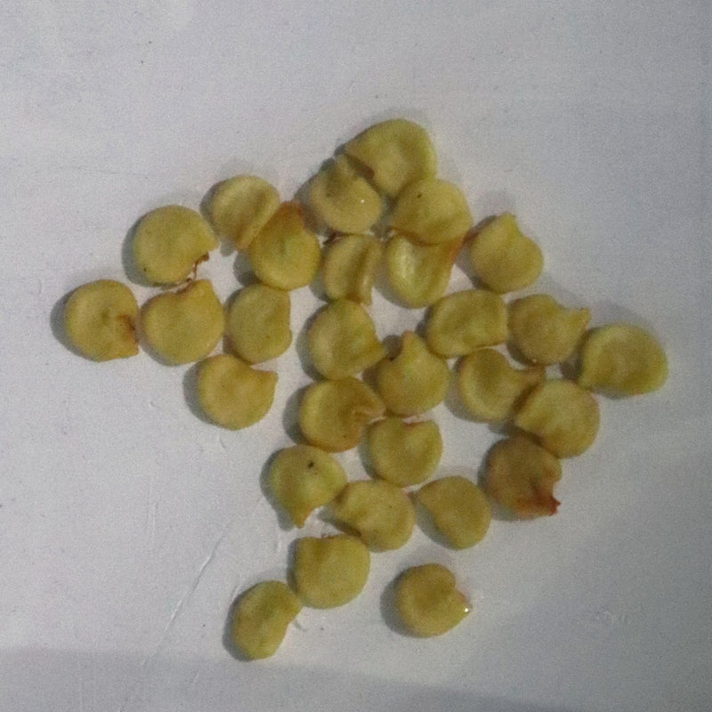 Organic Black Chilli Seeds - Open Pollinated
