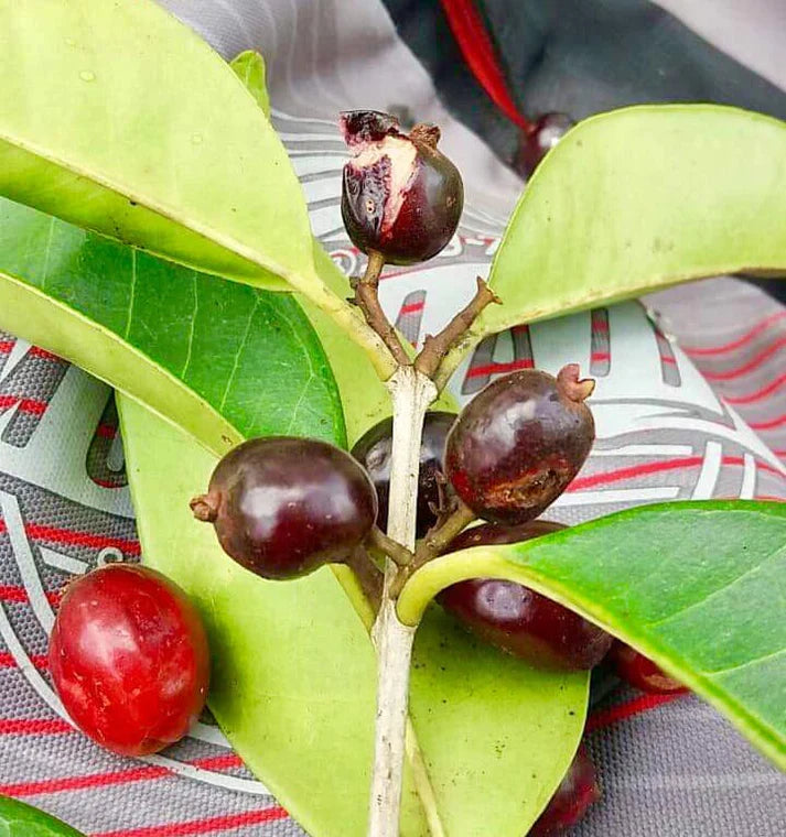 Cherry of the Paramirim Live Plant (Eugenia Oblongata)