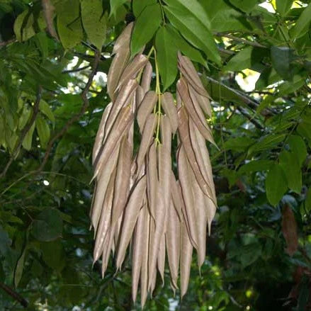 Rose of Venezuela Layered Live Flowering Plant (Brownea)