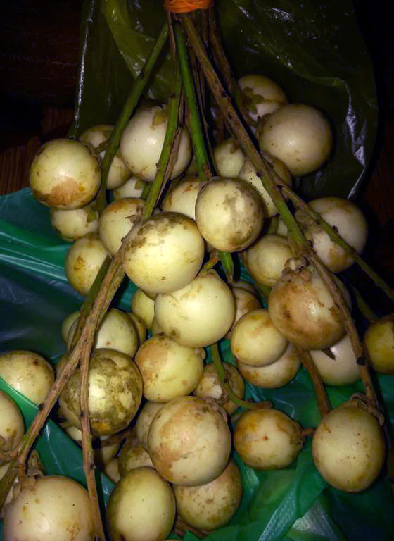 White Rambai Live Plant (Baccaurea Motleyana)