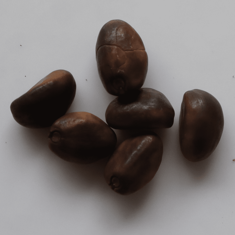 Organic Clove Beans Seeds - Open Pollinated