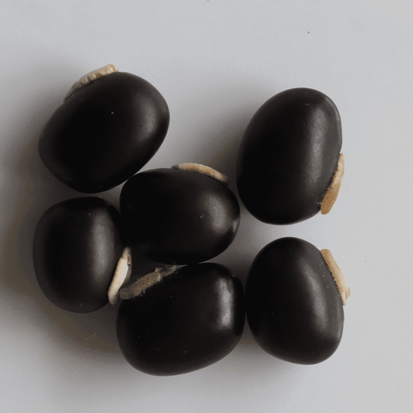 Organic Velvet Beans Seeds - Open Pollinated