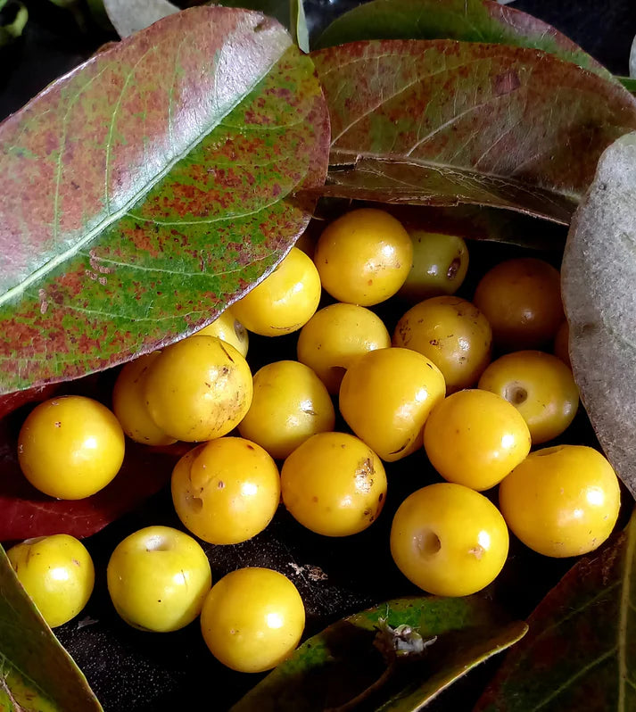 Nance Fruit Yellow Live Plant (Byrsonima Crassifolia)