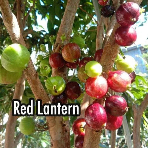Red Lantern Jaboticaba Live Plant (Plinia Phitrantha Red Lantern)