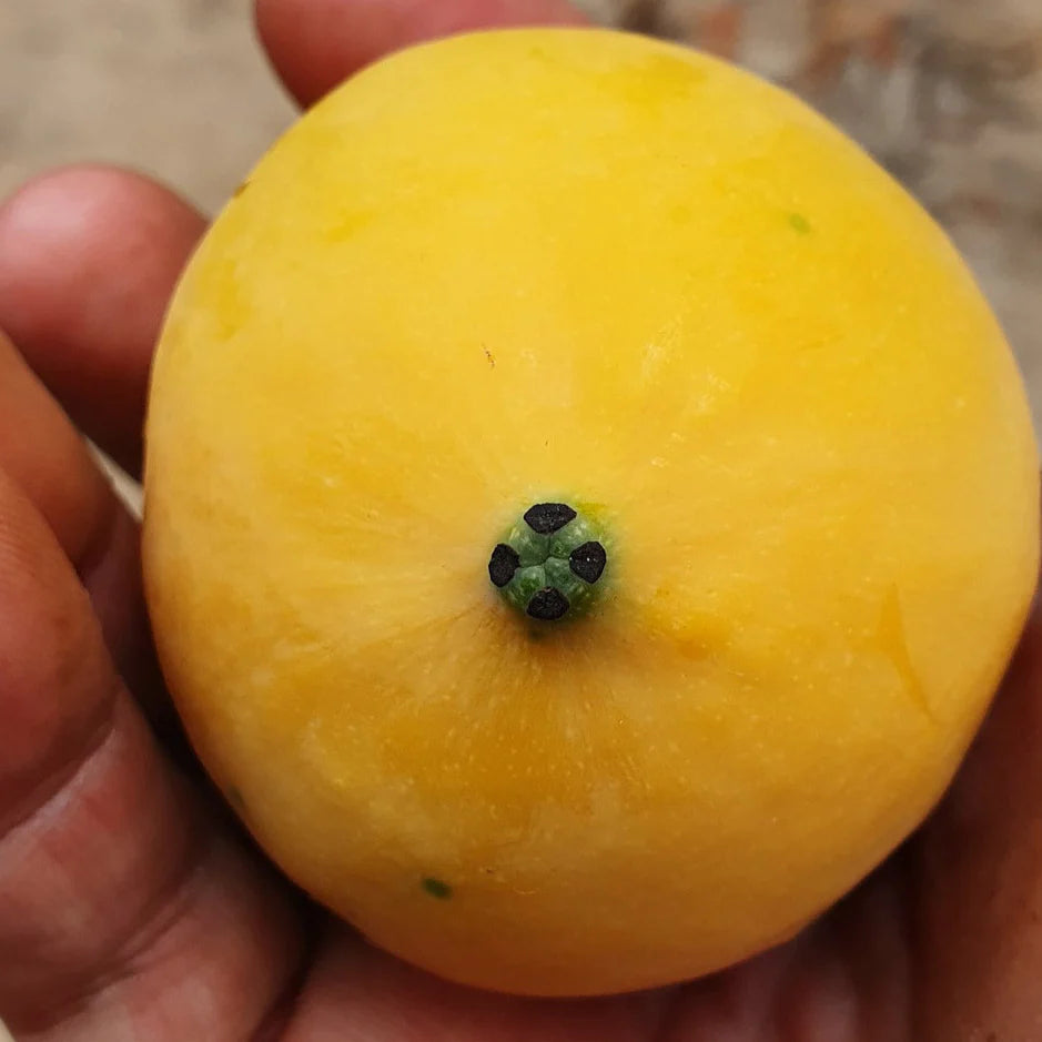 Mexican Garcinia Live Plant (Luc&