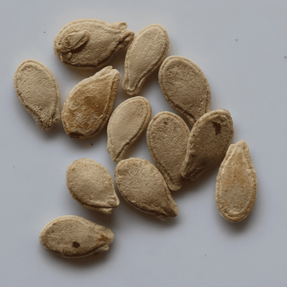 Organic Ash Gourd Seeds - Open Pollinated