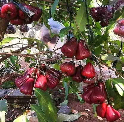 Dalhari Chamba Grafted Live plant (Syzygium Samarangense)
