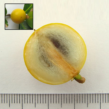 Macarandiba Fruit Live Plant (Pouteria Procera)
