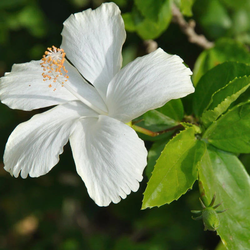 Hibiscus White Desi - Flowering Plant