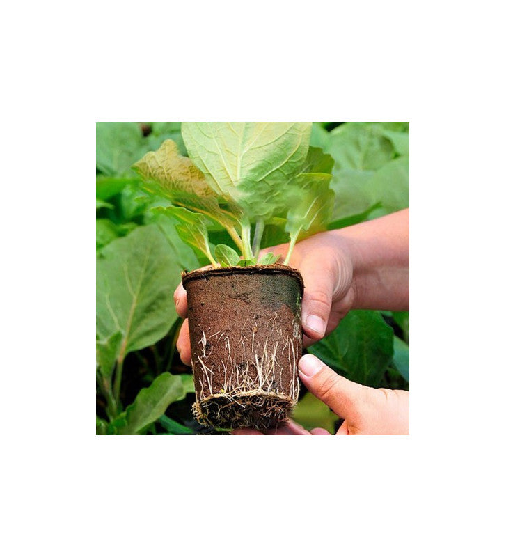 3 Inch Coir Seedling Pot - Seed Germination Cup