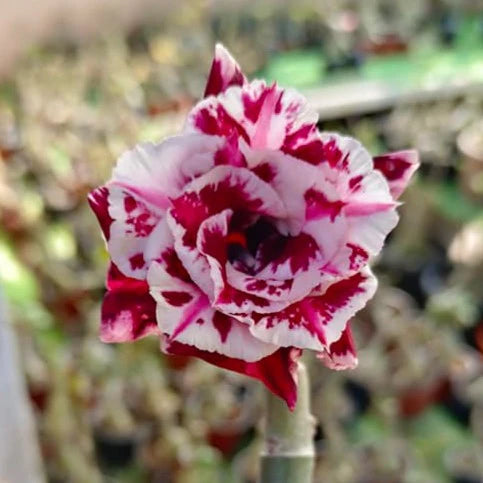 Adenium Rosy 234