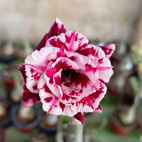 Adenium Rosy 234