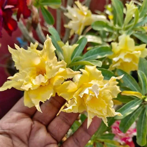 Adenium Obesum Rose C281