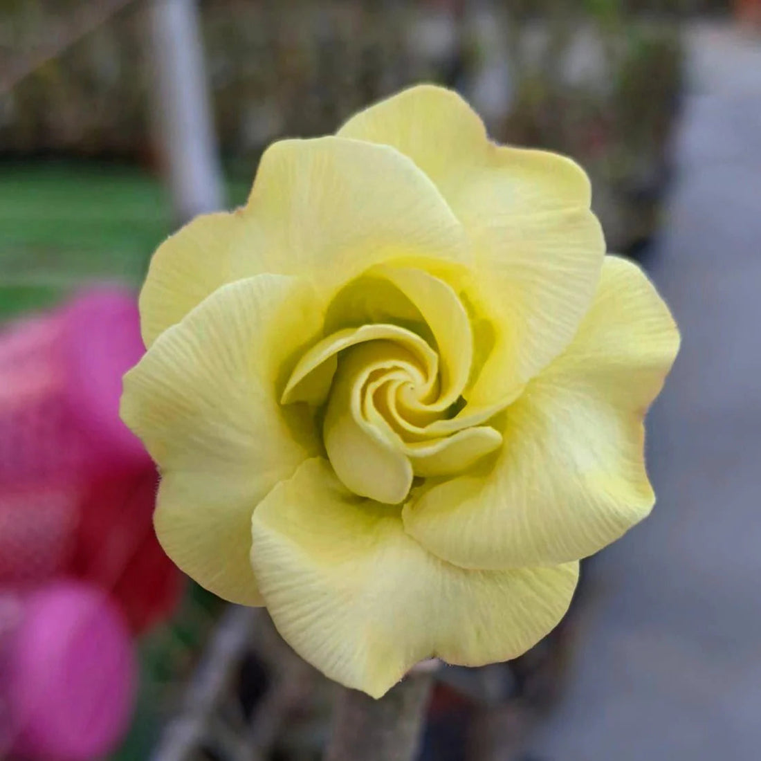 Adenium Obesum Rose C263