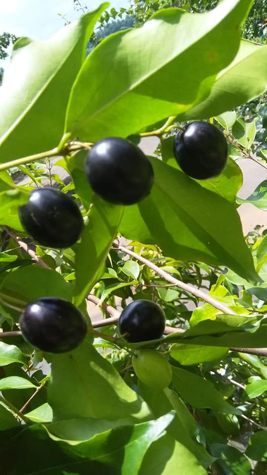 Rainforest Plum Live Plant (Eugenia candolleana)