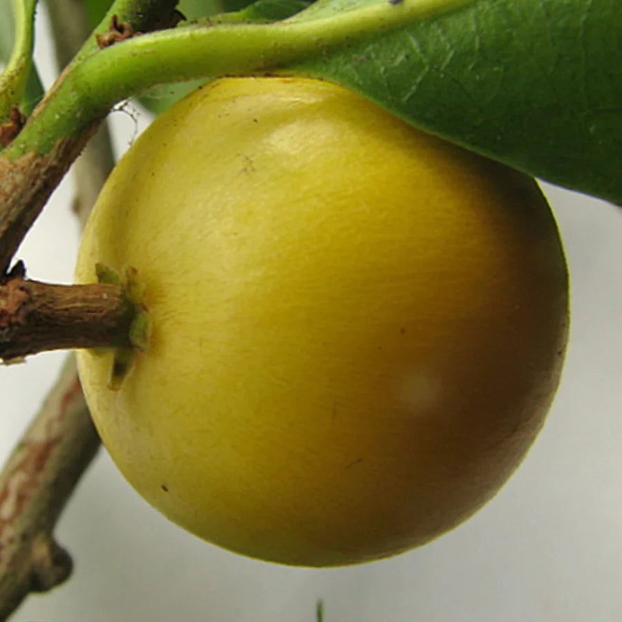 Macarandiba Fruit Live Plant (Pouteria Procera)