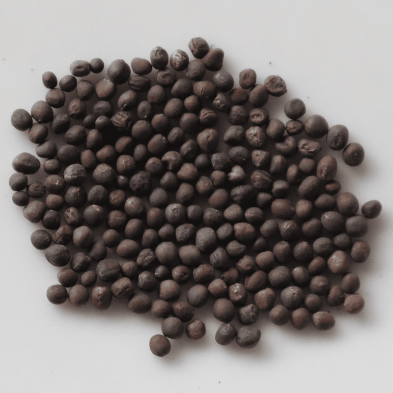 Organic Knol Khol Seeds - Open Pollinated