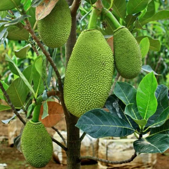 Vietnam Super Early Live Grafted Jack Fruit Plant - Yellow