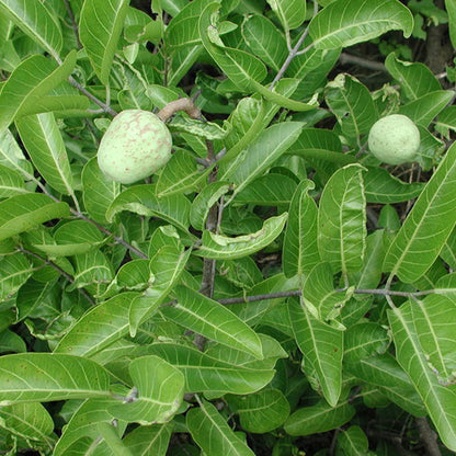 Madd Fruit Live Plant (Saba Senegalensis)